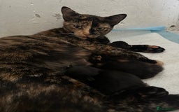 Mixed Breed cats for sale: Beautiful litter of kittens - Image 17
