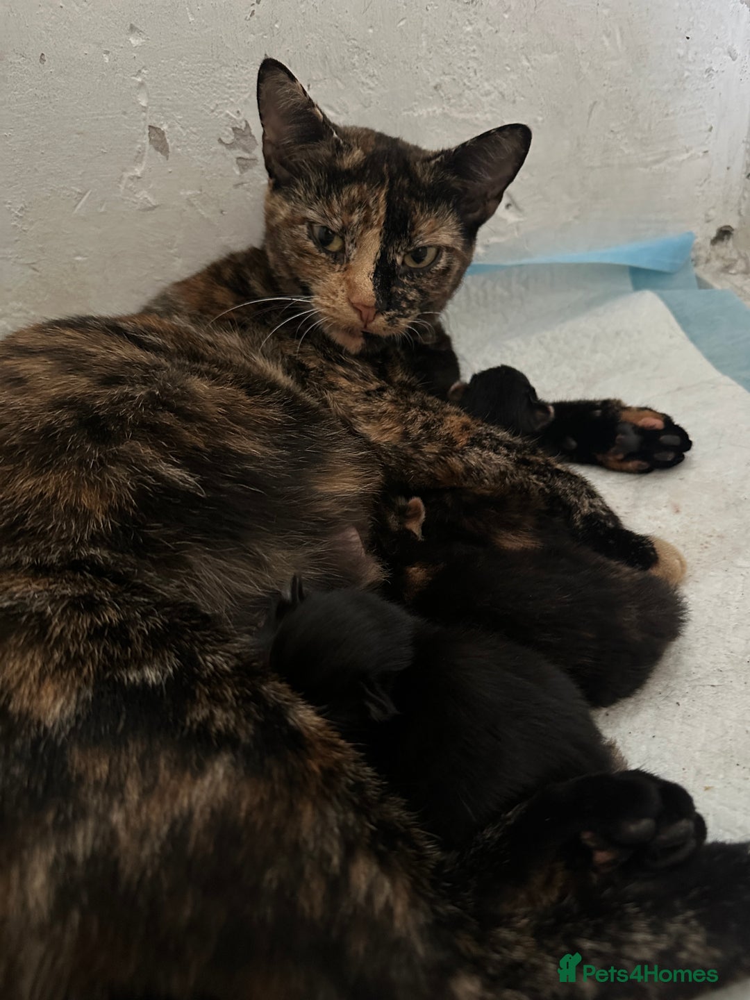Mixed Breed cats for sale: Beautiful litter of kittens - Image 17