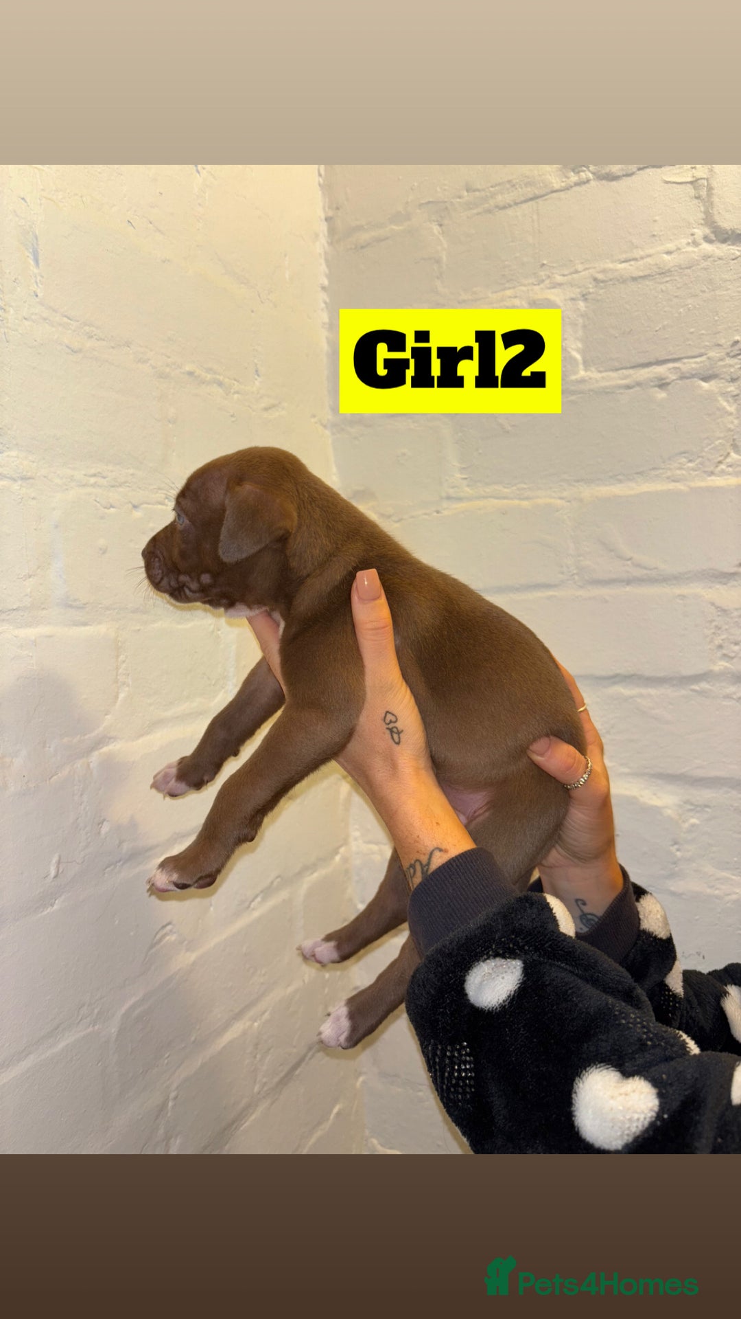 Mixed Breed dogs for sale: Beautiful Border collie/kelpie X staff cross pups - Image 10