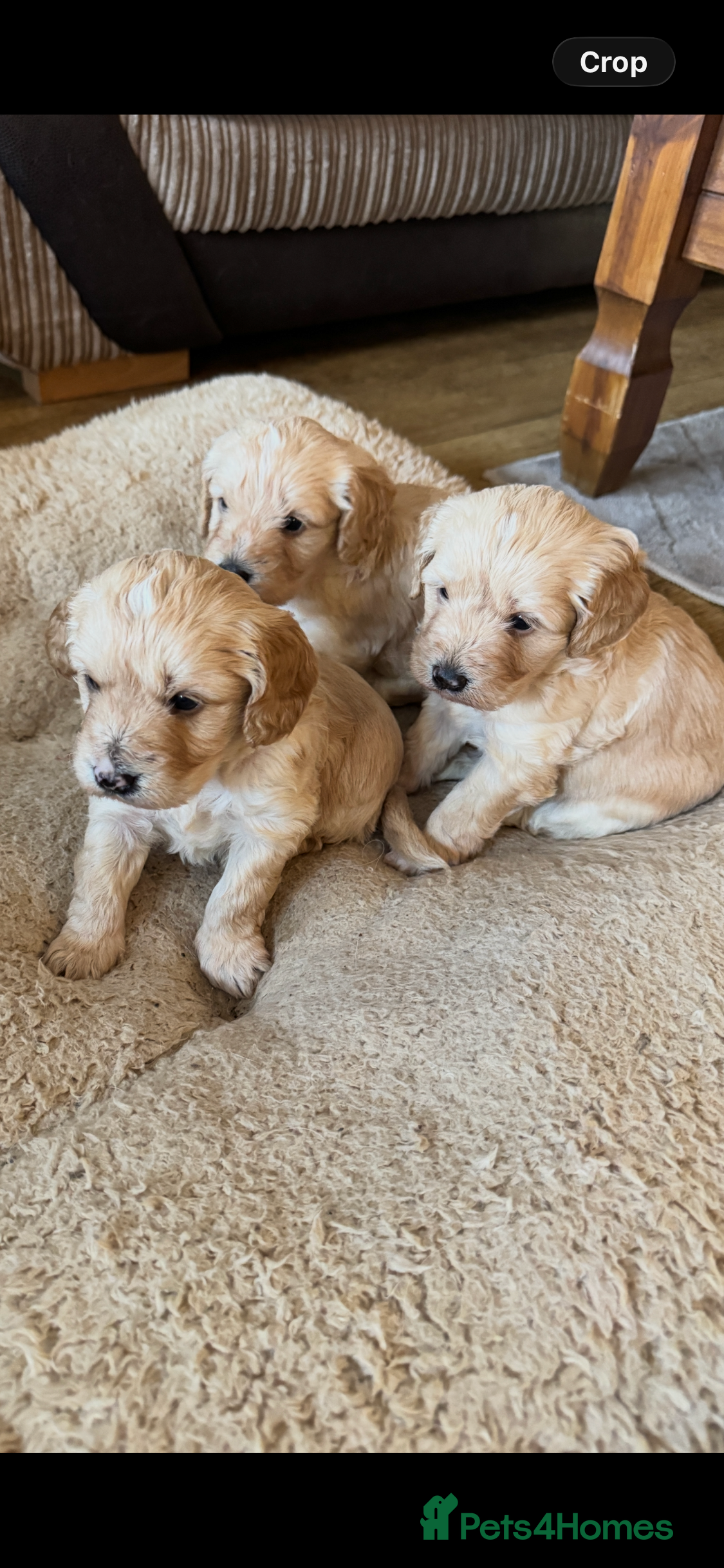 Cockapoo dogs F1 Cockerpoos - Advert 1