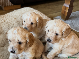 Cockapoo dogs F1 Cockerpoos - Advert 1