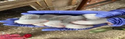 Ferret rodents for sale: Sandy/black self ferrets - Advert 2