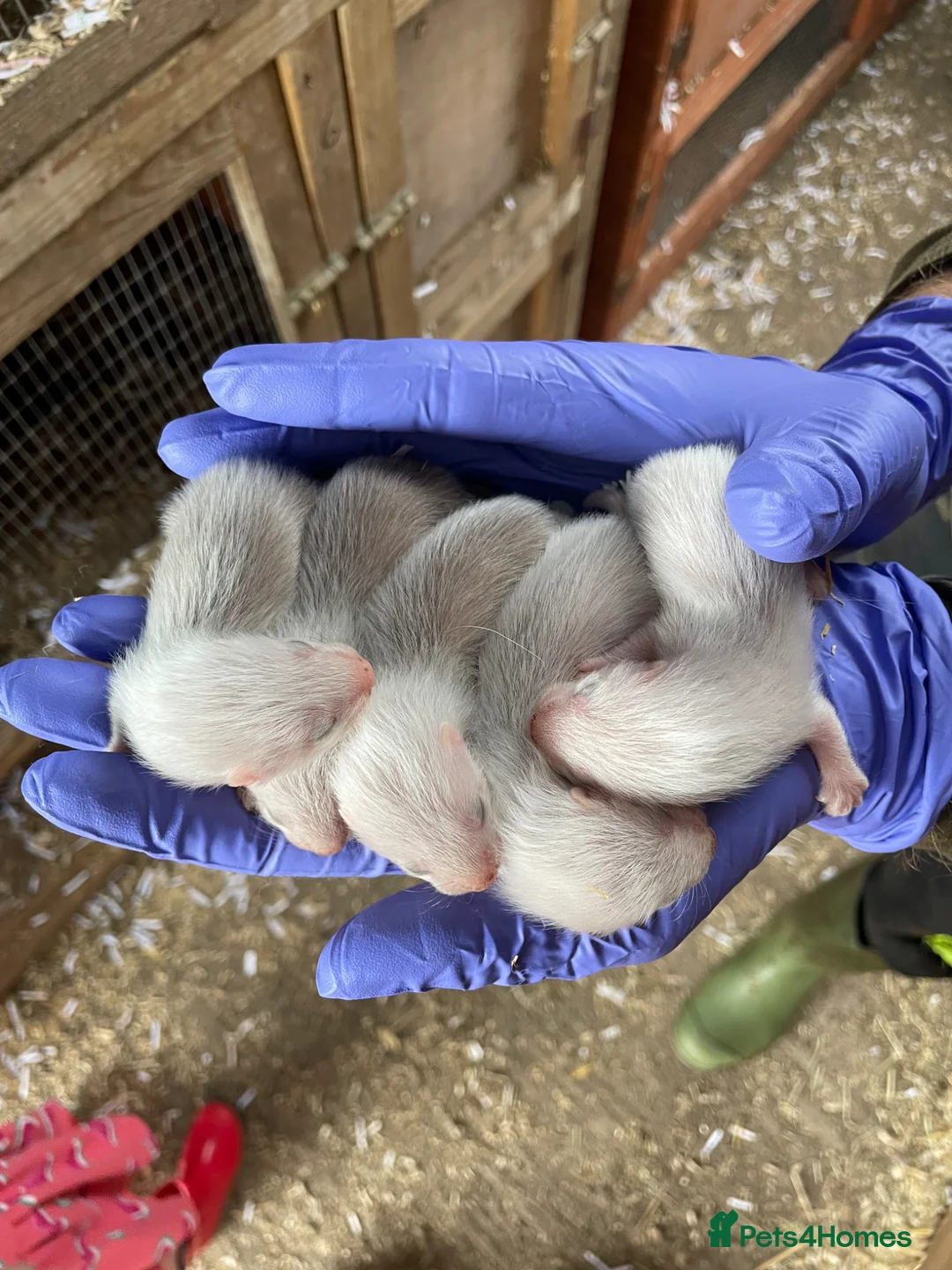 Ferret rodents for sale: Sandy/black self ferrets - Advert 2