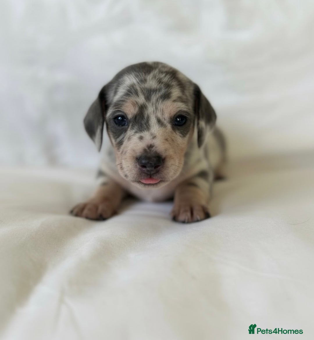 Miniature Dachshund dogs for sale: KC Mini Dachshunds Blue/Isabella & Cream dapple - Advert 11
