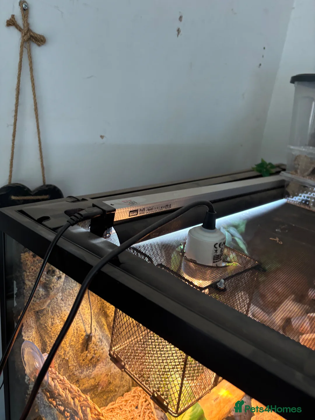 Leopard Gecko reptiles for sale: Leopard gecko with full set up included in photos  in York - Advert 10