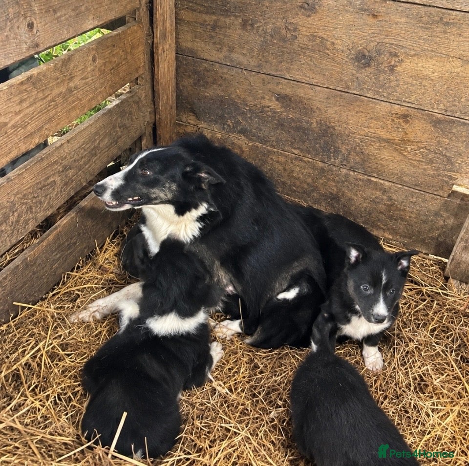 Border Collie dogs  Border Collie Puppies 🐾 - Advert 1