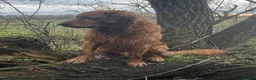 Golden Retriever dogs for stud: Gorgeous red golden retriever for stud - Advert 4