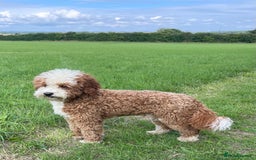 Labradoodle dogs for sale: 3 Red Girls  - Image 5