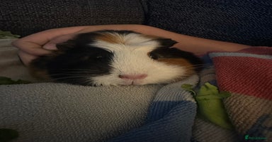 Guinea Pig rodents - Advert 14