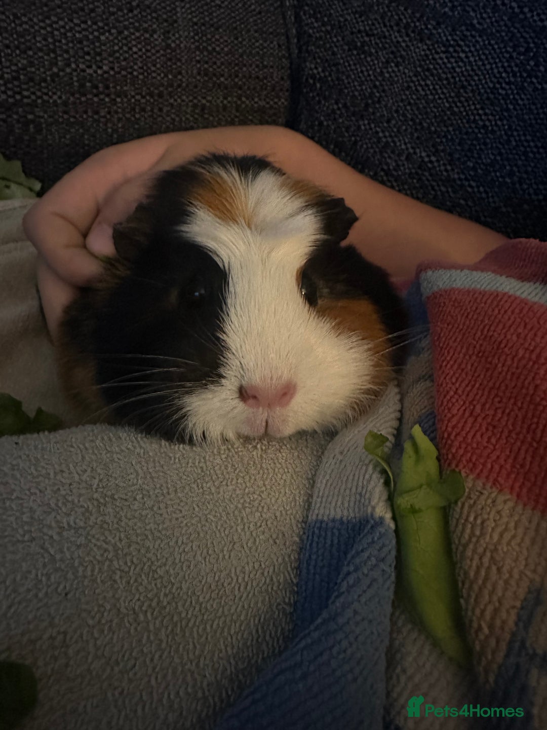 Guinea Pig rodents for sale: Oreo  - Image 2