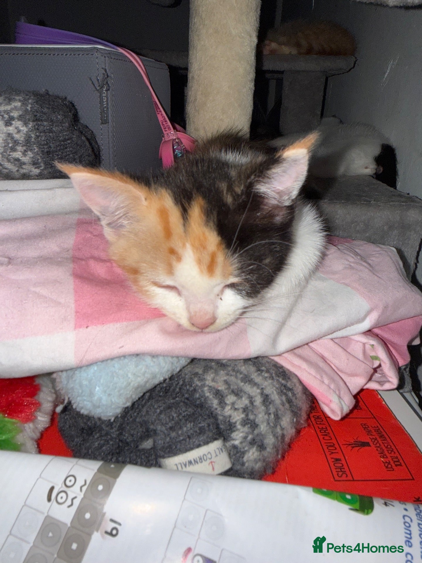 Mixed Breed cats Mix breed kittens - Advert 1