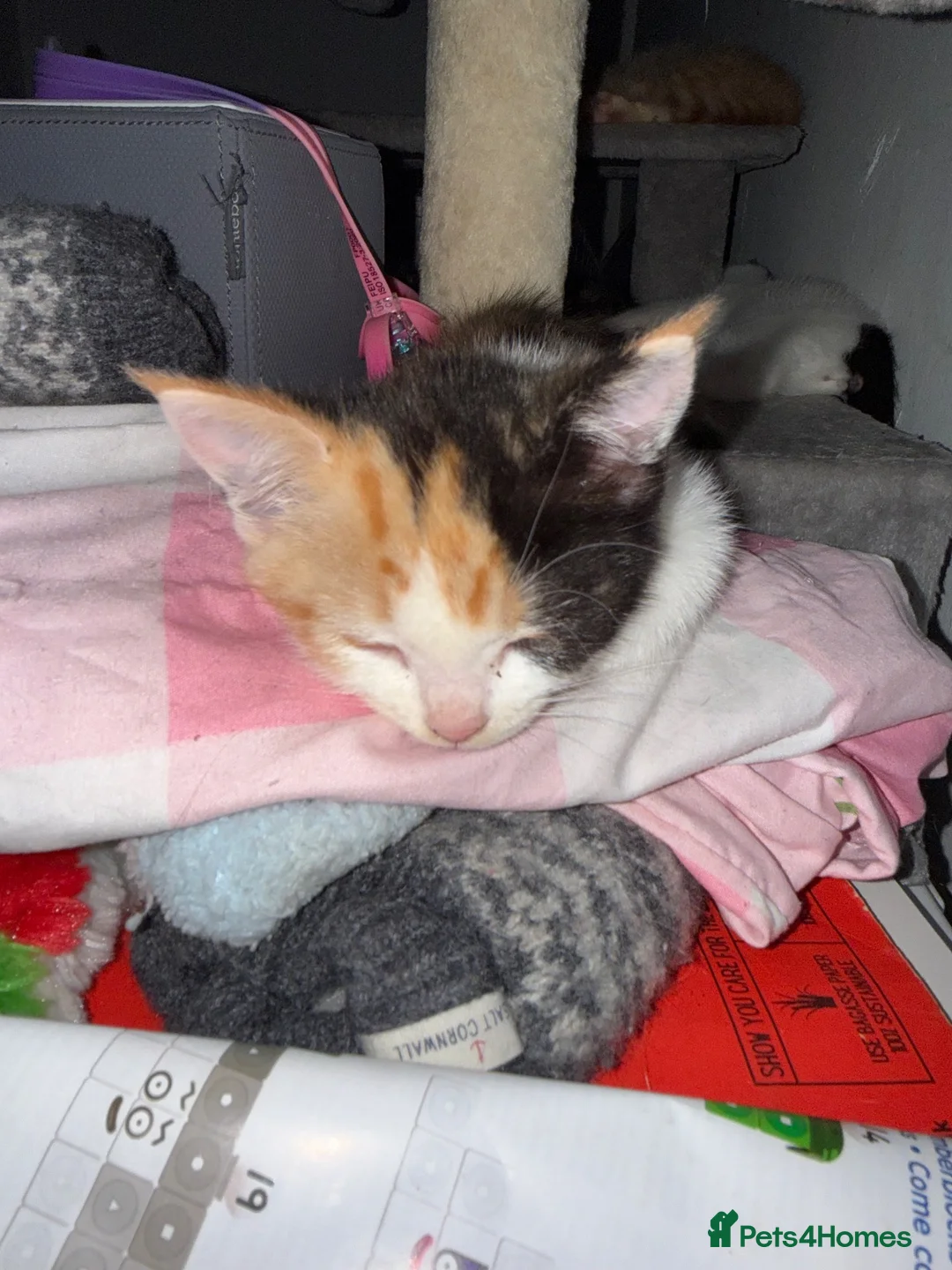 Mixed Breed cats for sale: Mix breed kittens - Advert 2
