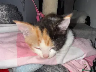 Mixed Breed cats Mix breed kittens - Advert 9