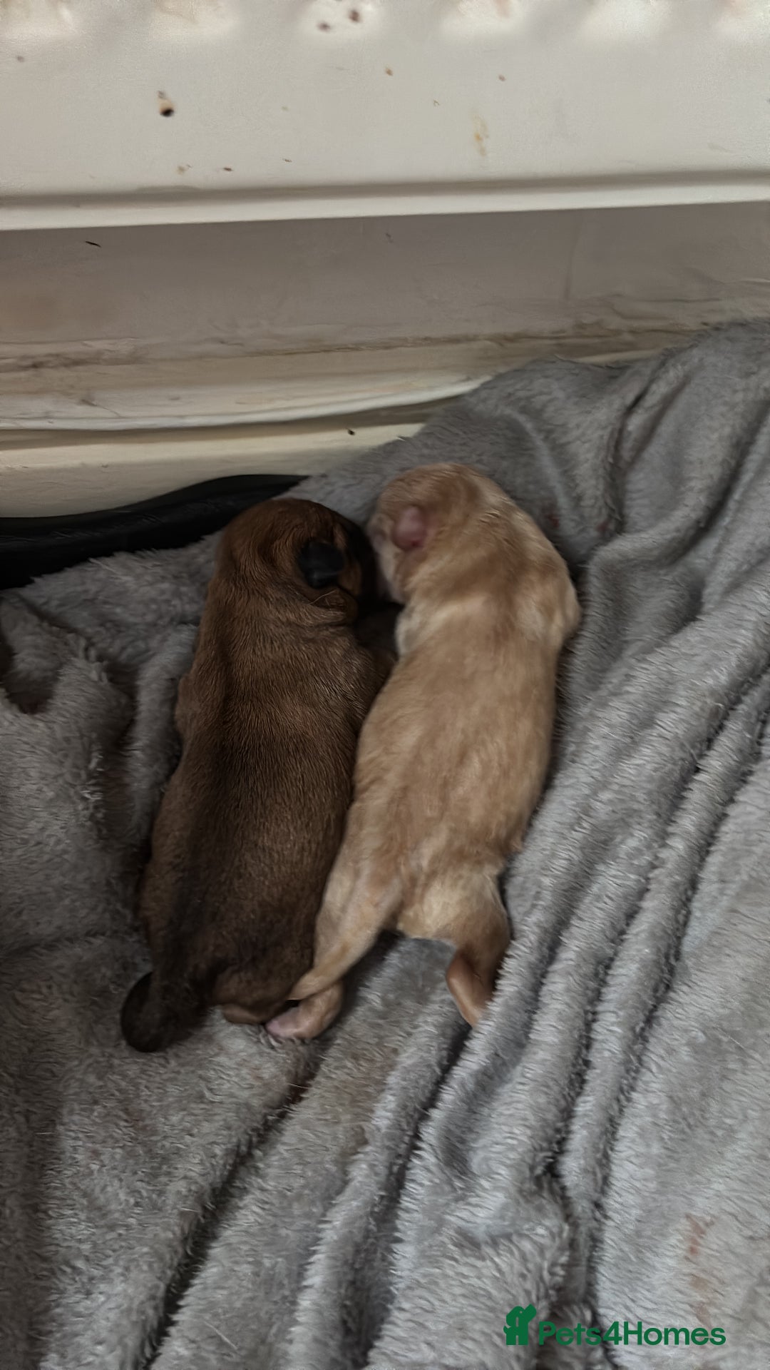 Mixed Breed dogs for sale: Floodles - Advert 7