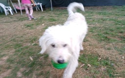 Mixed Breed dogs for adoption: Meet JOJO - a superb big girl, for a Loving Home - Image 15