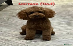 Cockapoo dogs for sale: Beautiful PRA F1B puppies - Image 4