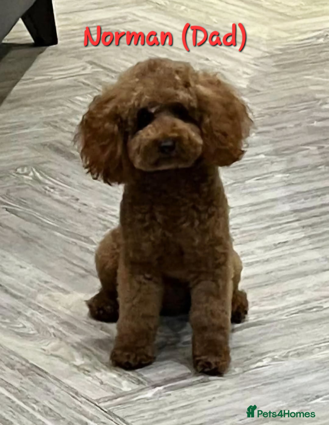 Cockapoo dogs for sale: Beautiful PRA F1B puppies - Image 4