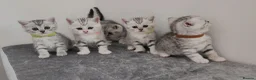 British Shorthair cats for sale: 🏆 Silver British Shorthairs pedigree 🏆  - Advert 16
