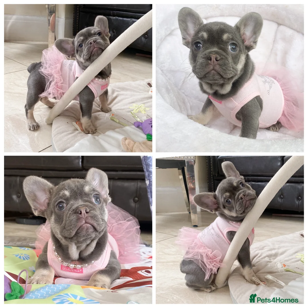 French Bulldog dogs for sale: LAST GIRL LEFT! READY NOW! BLUE TAN FRENCH BULLDOG - Advert 1