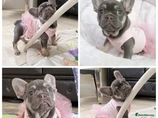 French Bulldog dogs LAST GIRL LEFT! READY NOW! BLUE TAN FRENCH BULLDOG - Advert 5