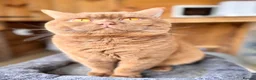 British Shorthair cats for stud: Cinnamon British Shorthair Stud PROVEN in Huddersfield - Advert 3
