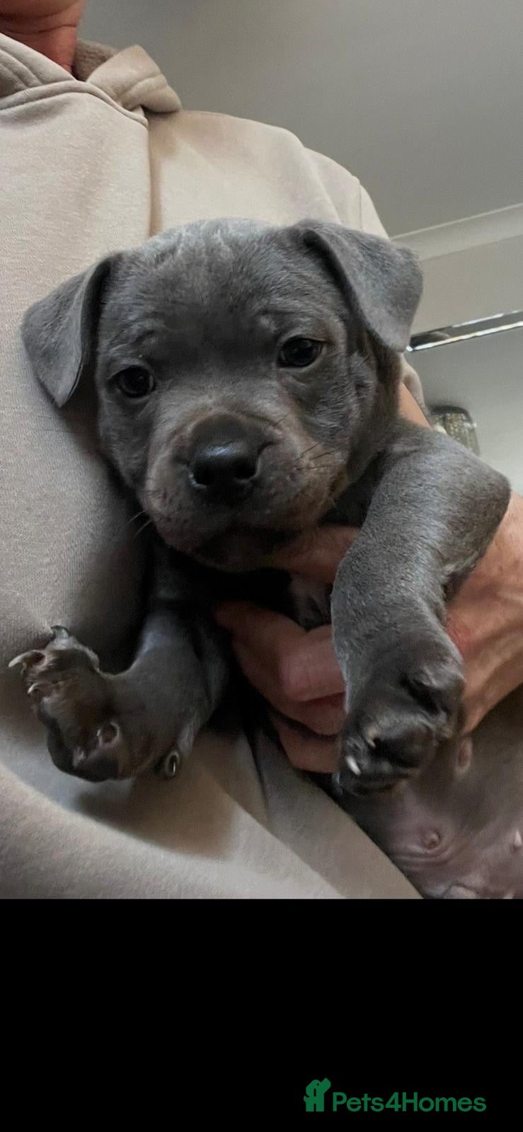 Staffordshire Bull Terrier dogs KC Champion Blue Staffordshire bull terrier - Advert 16