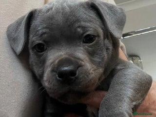 Staffordshire Bull Terrier dogs KC Champion Blue Staffordshire bull terrier - Advert 16