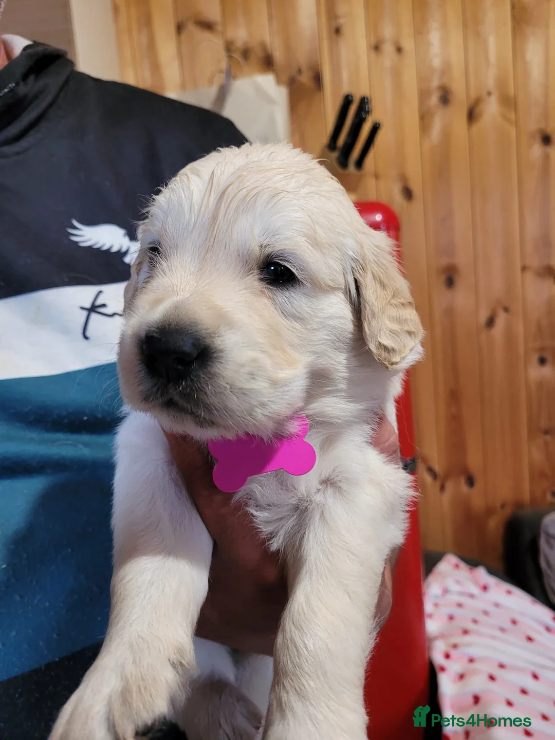 Golden Retriever dogs for sale: Golden retriever puppies  - Advert 24