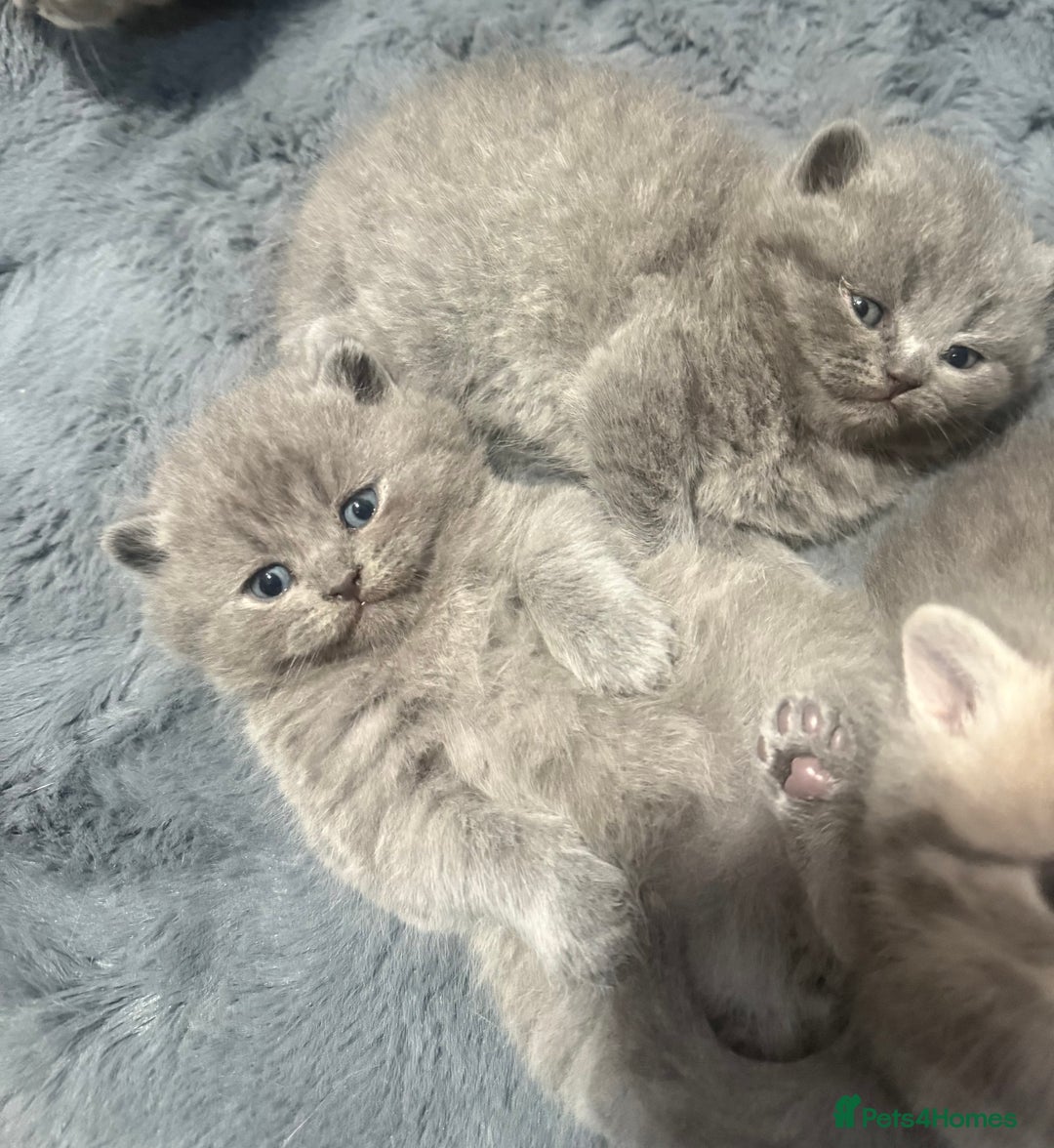 Scottish Fold cats for sale: Scottish fold kittens  - Advert 17