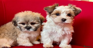 Mixed Breed dogs - Advert 8