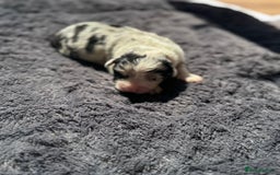Australian Shepherd dogs for sale: KC registered Australian Shepard puppies - Image 2