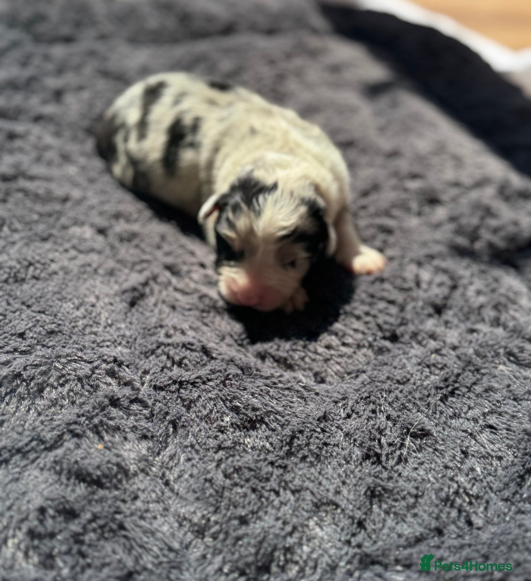 Australian Shepherd dogs for sale: KC registered Australian Shepard puppies - Image 2