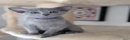 Russian Blue cats for sale: Stunning Full Pedigree Russian Blue  - Advert 24