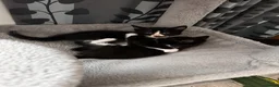 Mixed Breed cats for sale: 😻😻😻BEAUTIFUL KITTENS😻😻😻 - Advert 8