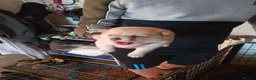 Pomchi dogs for sale: 5 beautiful pomchi puppies for sale - Advert 28