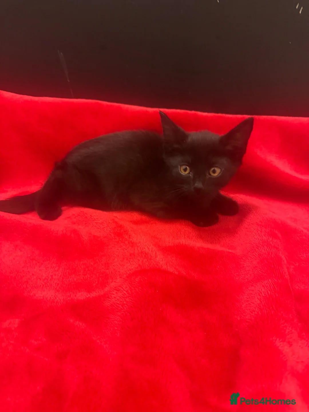 Siamese cats for sale: Female Brown/Black Siamese Kitten - Advert 2