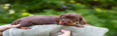 Dachshund 4