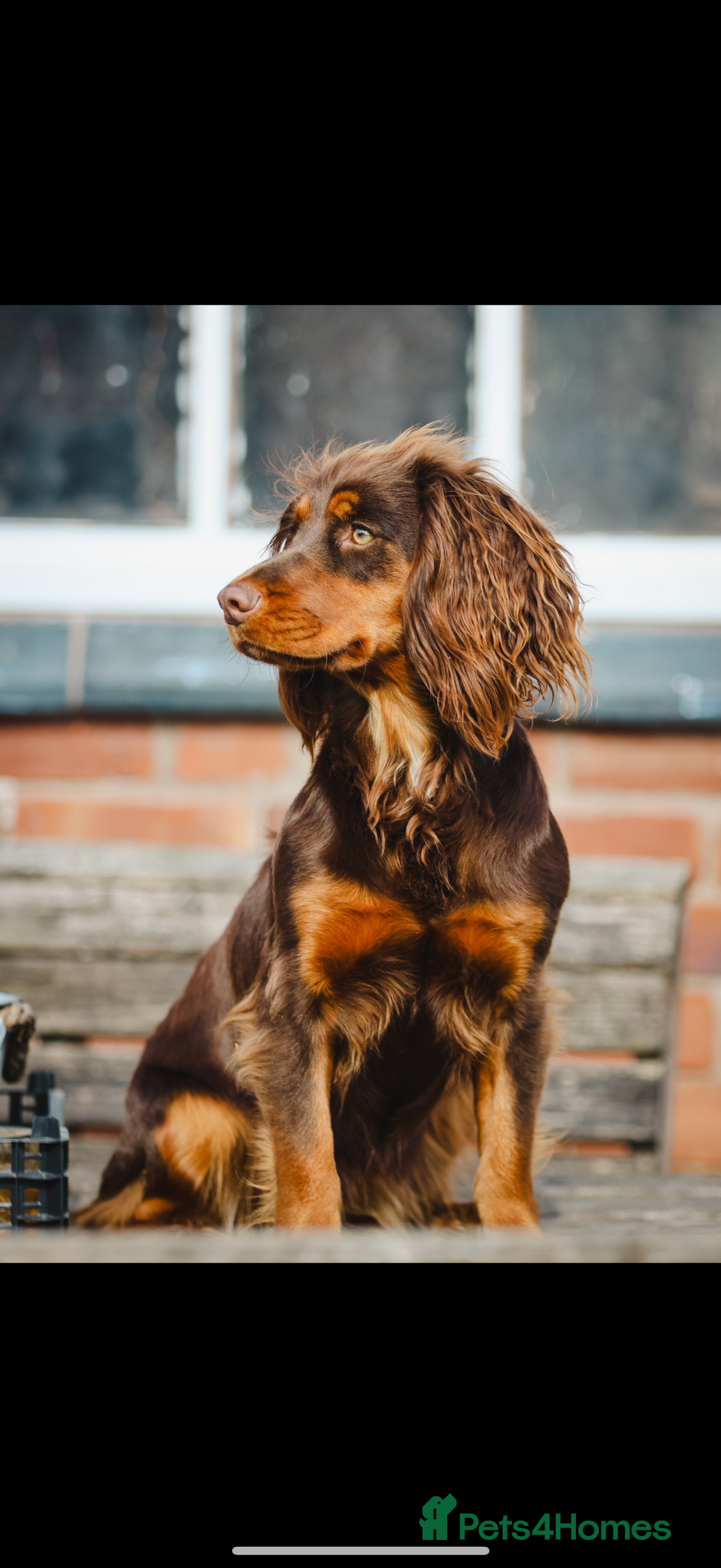 Cocker Spaniel dogs for sale: 8 health checked true quality working cocker pups - Advert 4