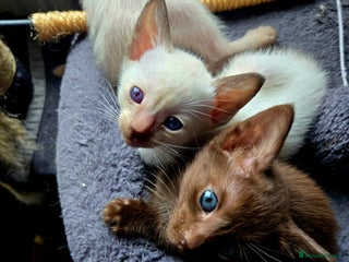 Siamese cats - Advert 6