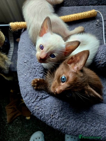 Siamese cats - Advert 1