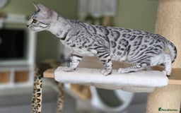 Bengal cats for sale: Silver Rosetted, Blue Silver Rosetted Bengal Girls - Image 10