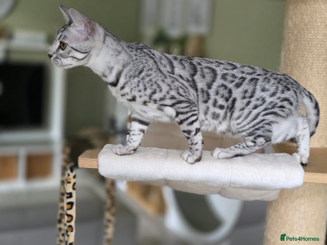 Bengal cats for sale: Silver Rosetted, Blue Silver Rosetted Bengal Girls - Image 10
