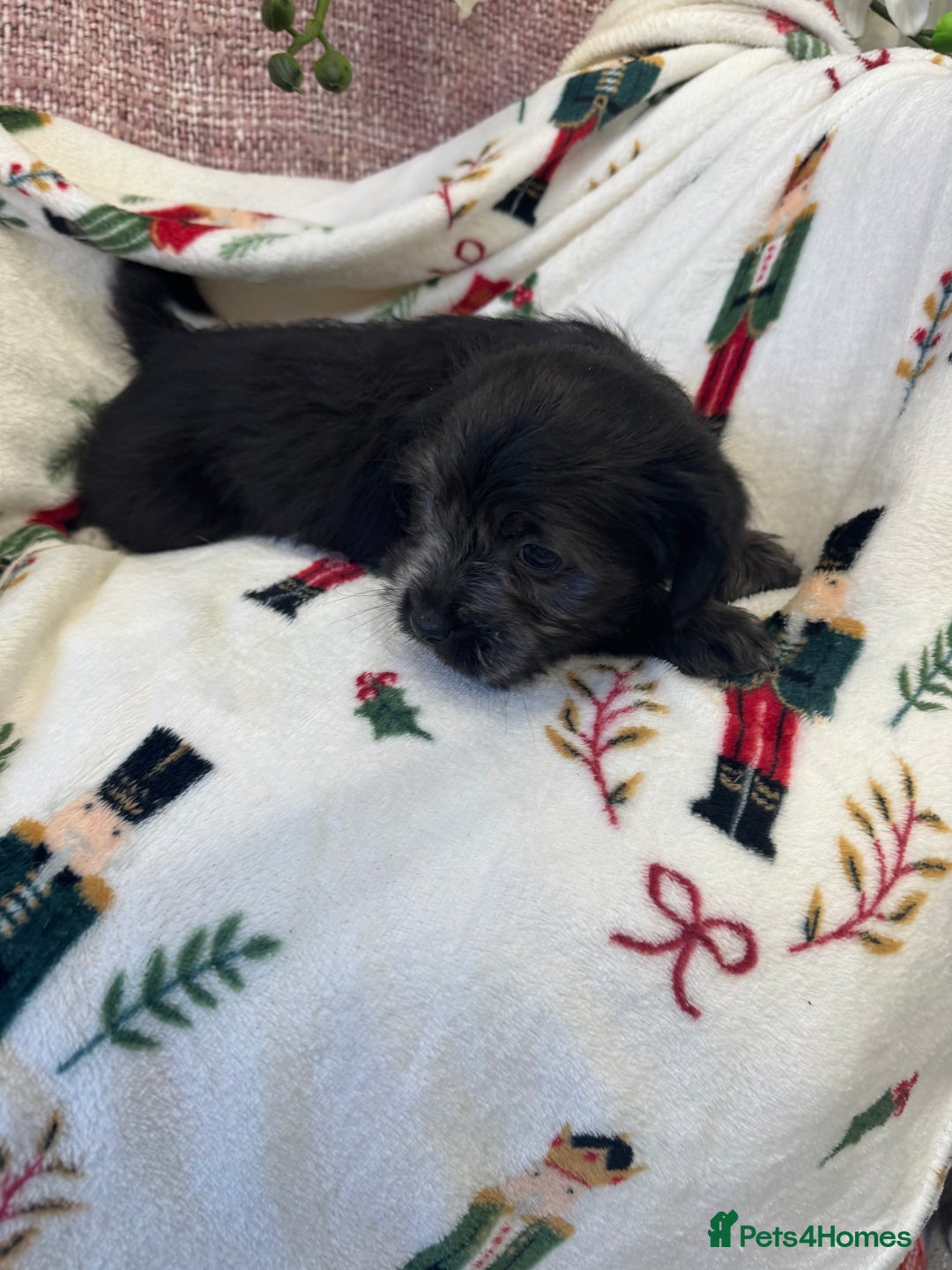 Jack Russell dogs for sale: Jack Russell  x Shitzu puppies  - Advert 5