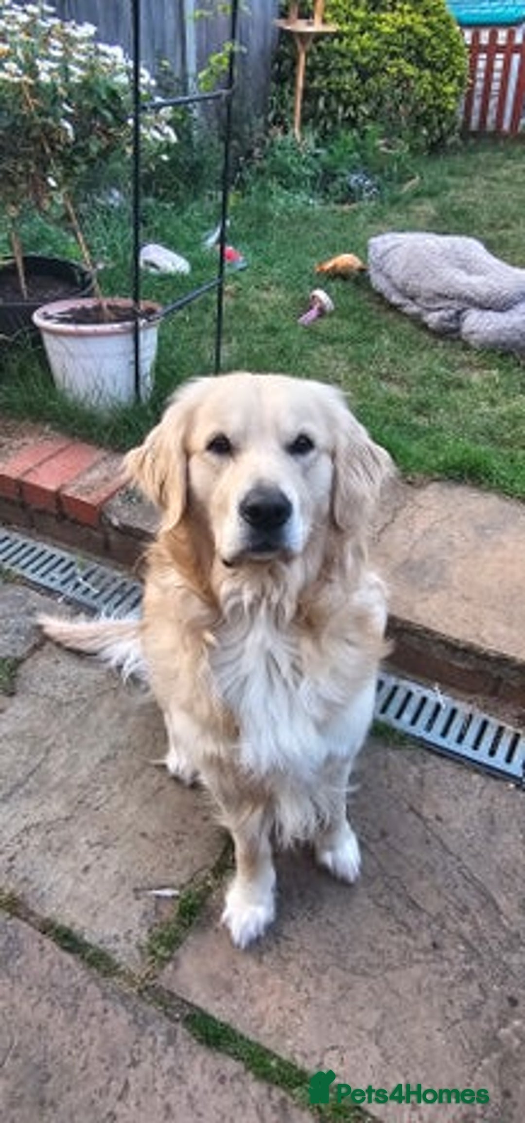 Golden Retriever dogs for sale: Golden retriever for rehoming - Advert 4