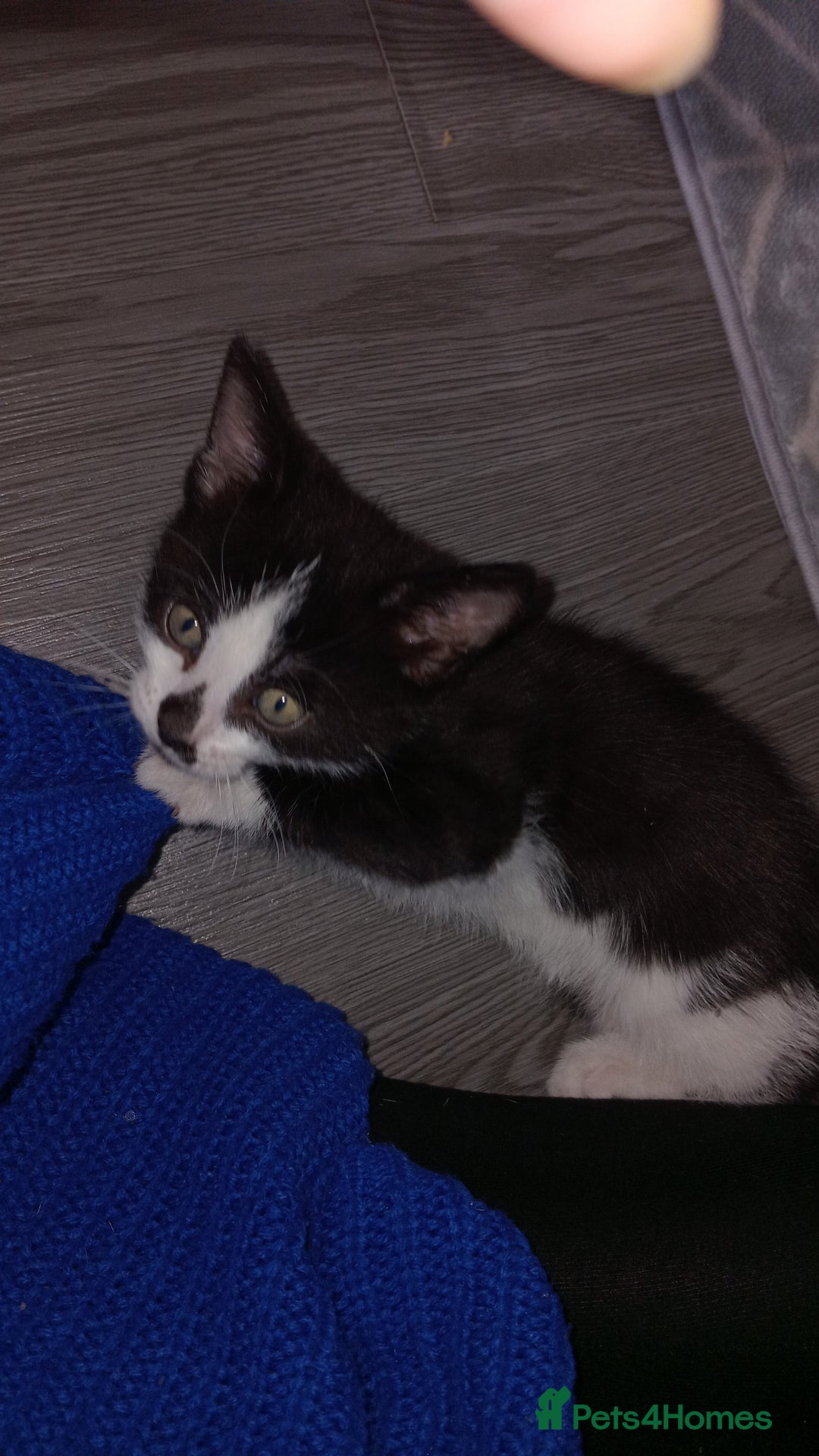 Burmese cats for sale: Kittens - Image 2