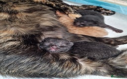 Mixed Breed cats for sale: 1 beautiful male kitten last of the litter  - Image 23