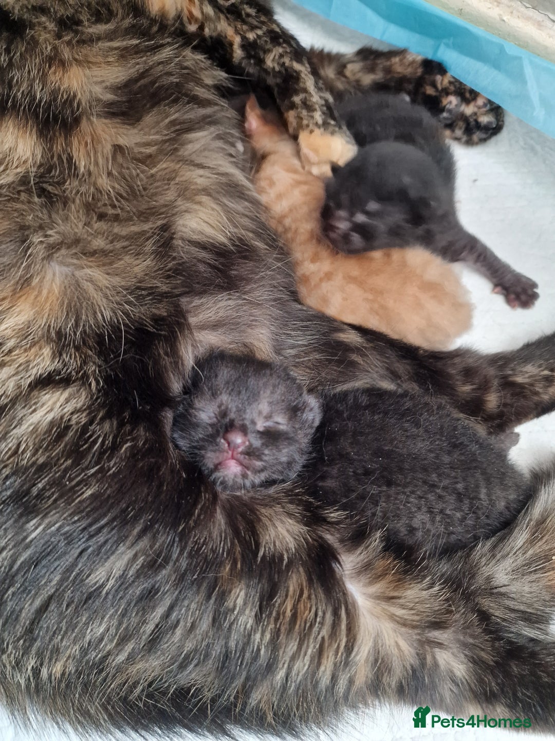 Mixed Breed cats for sale: 1 beautiful male kitten last of the litter  - Image 23