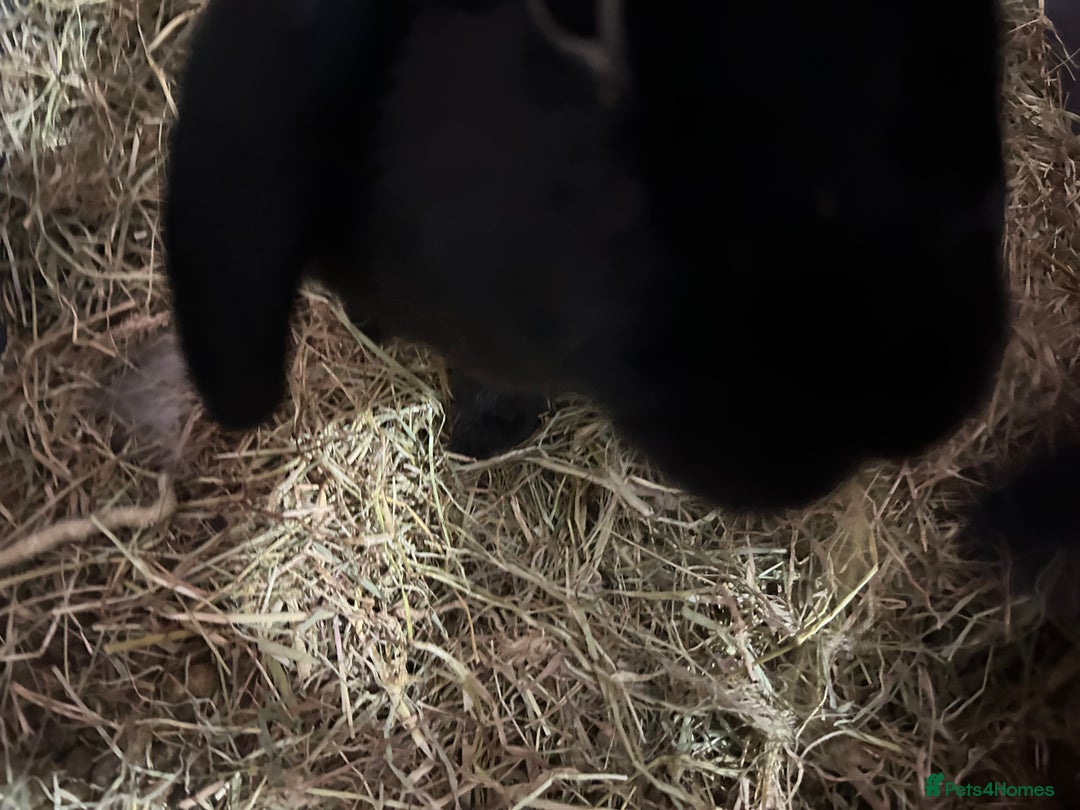 French Lop rabbits for sale: Rehoming 2 female rabbits  - Advert 2