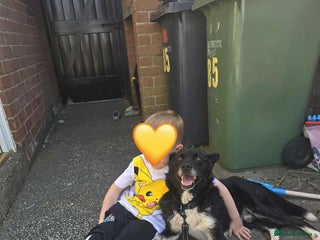 Mixed Breed dogs - Advert 13