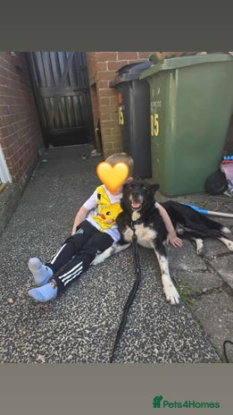 Mixed Breed dogs Freckles is ready to find a family! - Advert 16